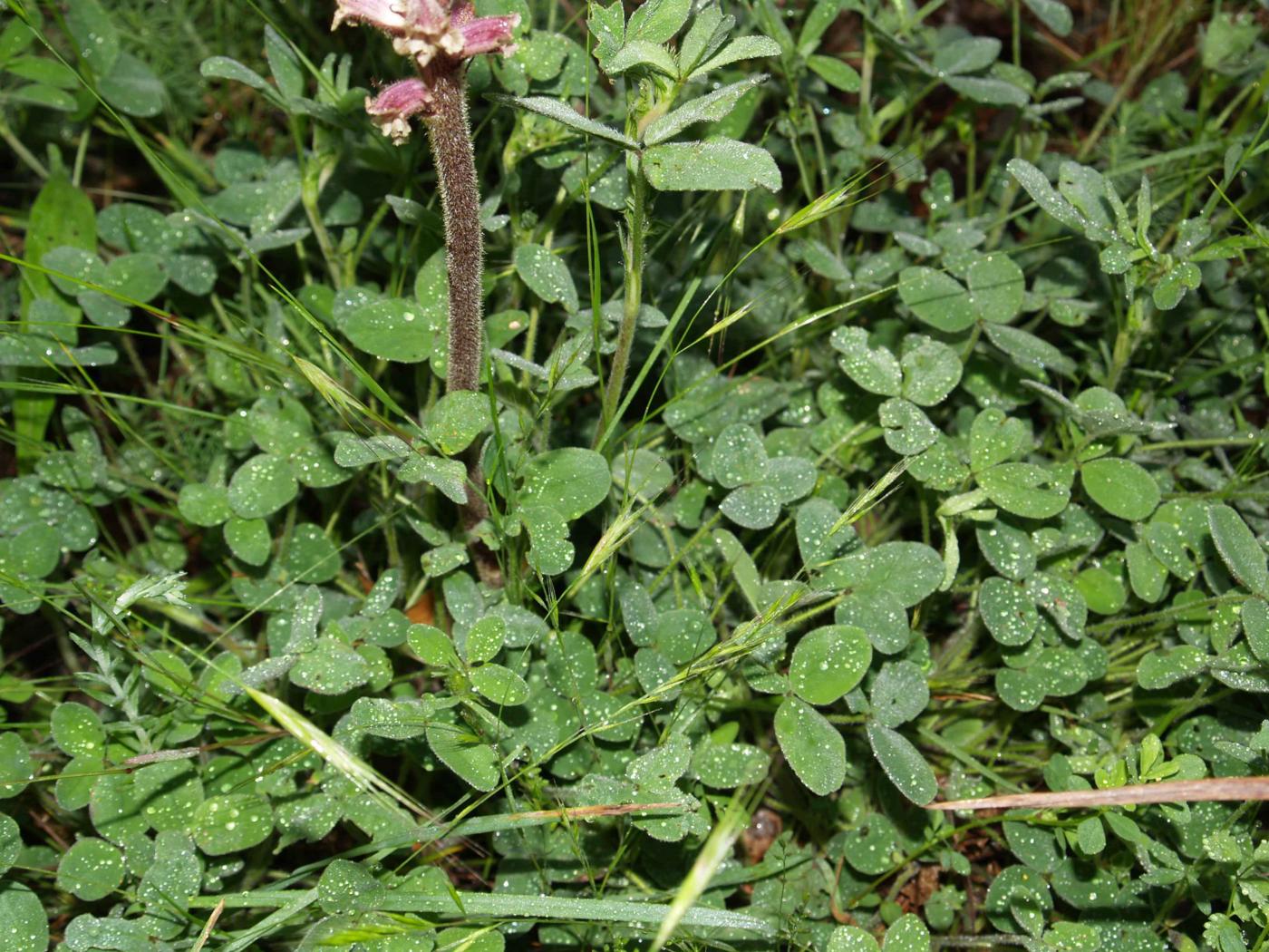 Broomrape, Lesser leaf